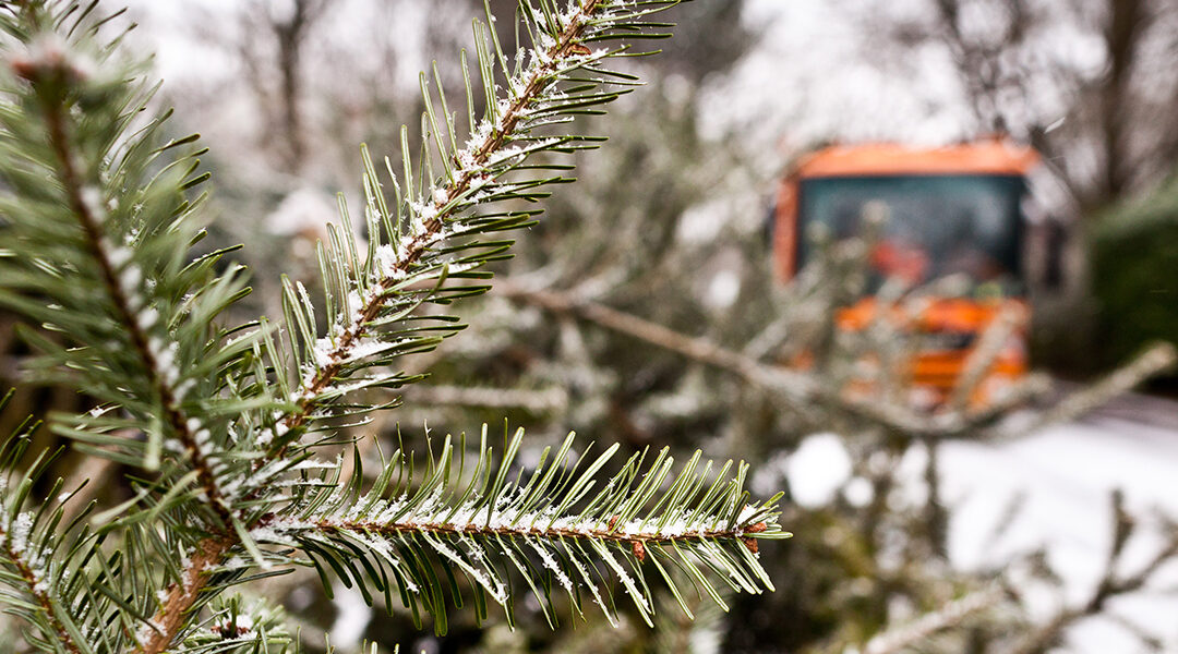 Weihnachtsbaum-Entdecker