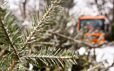 Weihnachtsbaum-Entdecker